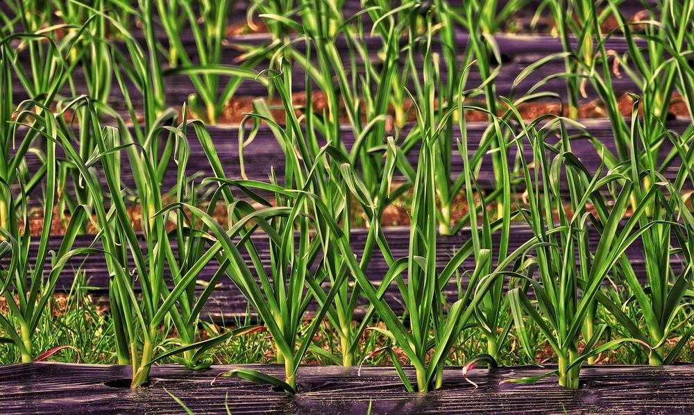 Agriculture